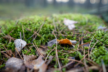 Forest litter