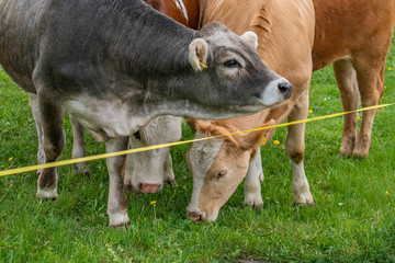 Beautiful swiss cows. Alpine meadows. Mountains.