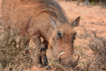 braunes Warzenschwein