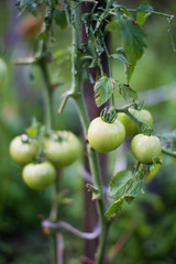 Group of green tomatoes growing in greenhouse