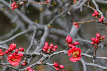 Red flowers are blossom in a Japanese garden during summer season