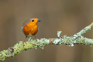 European robin perched on a lichen covered branch