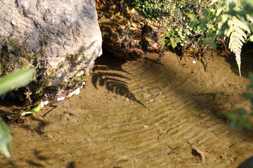 Japanese garden with fern and rock. Shadow of fern leave over clear spring water with little waves