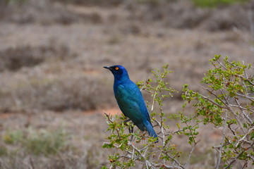 blauer Vogel