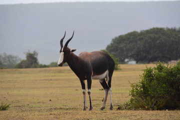 Antilope