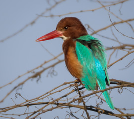 The White-throated Kingfisher or Halcyon Smyrnensis or White-breasted Kingfisher sitting on a branch and looking for fish