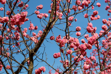 Wild pink cherry blossom contrast with blue sky and white cloud on a sunny day under a tropical forest