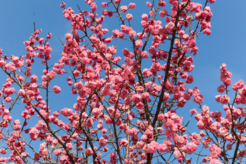 Wild pink cherry blossom contrast with blue sky and white cloud on a sunny day under a tropical forest