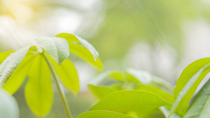 Beautiful green leaves with blurred backgrounds and orange light.