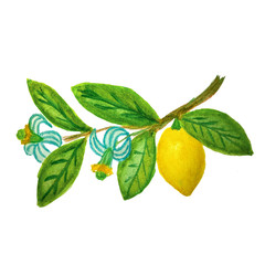 Watercolor doodle of the lemon twig with fruit, flowers and leaves. Cartoon painted illustration of blooming citrus isolated on white background