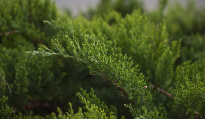 Thuja Korean undersized thickets. greens