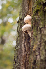 mushrooms on a tree