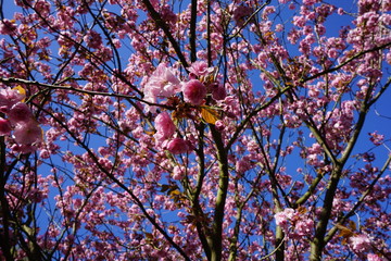 Rosa Kirschblütenlandschaft vor blauem Himmel