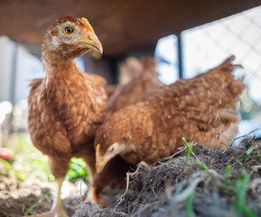 Dominant Red barred chicken looking for food in the  garden with grass