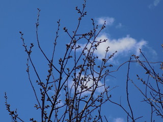 Sunny spring day. Leaves bloom on the branches of plants.