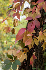 autumn leaves background