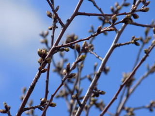 Sunny spring day. Leaves bloom on the branches of plants.