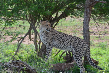 Gepard im Kruger Nationalpark
