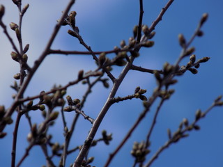 Sunny spring day. Leaves bloom on the branches of plants.