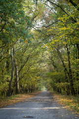 road in autumn forest
