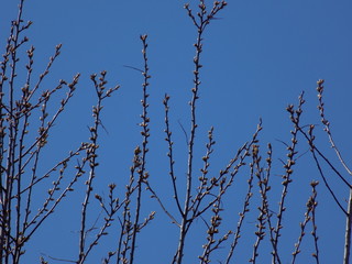 Sunny spring day. Leaves bloom on the branches of plants.