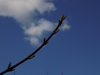 Sunny spring day. Leaves bloom on the branches of plants.