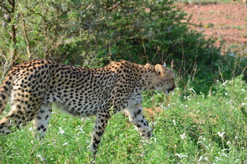 Fototapeta na wymiar Gepard im Kruger Nationalpark