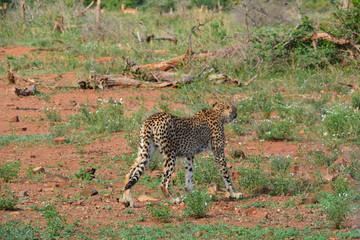 Gepard im Kruger Nationalpark