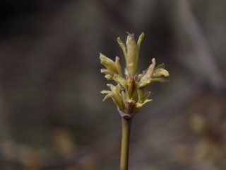 Sunny spring day. Leaves bloom on the branches of plants.