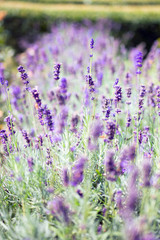 Lavendel im Park