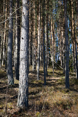 Fototapeta premium Coniferous tree trunks in spring morning