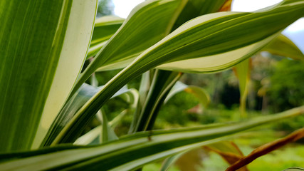Close up of green leaves