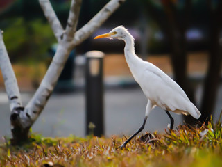 great white heron