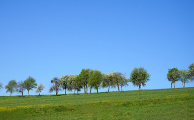 Blühende Obstbäume auf einem Hügel vor blauen Himmel im Frühling