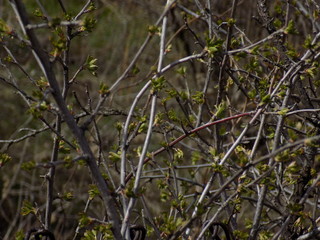Sunny spring day. Leaves bloom on the branches of plants.