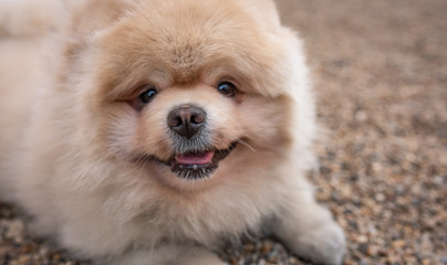 .Pomeranian dog lies on the ground of stones, without people