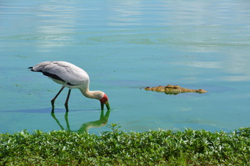 Krokodil auf der Lauer