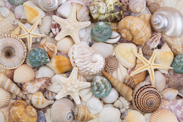 Seashells background, lots of amazing seashells, coral and starfishes mixed