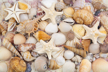Seashells background, lots of amazing seashells, coral and starfishes mixed