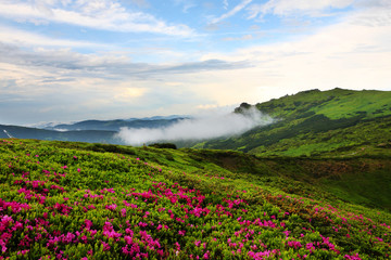 Fototapeta na wymiar Beautiful view of blooming rhododendron in the mountains