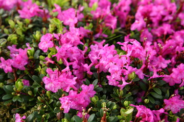 Fototapeta premium Blooming rhododendron in the Eastern Carpathians