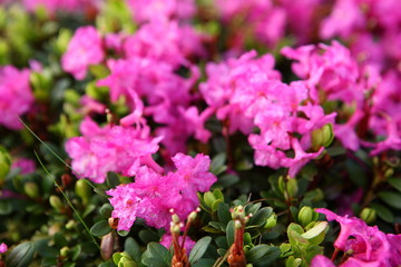Blooming rhododendron in the Eastern Carpathians