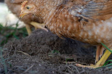 Dominant Red barred chicken looking for food in the  garden with grass