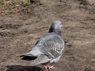 Sunny day. Pigeons on a walk.