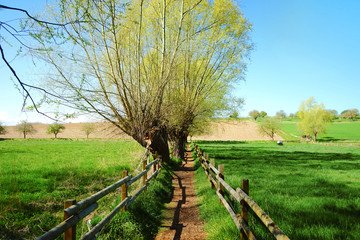Fototapeta premium Wandern: Schmaler Pfad / Wanderweg zwischen zwei Weiden / Wiesen mit Kopfweiden auf einem Hügel zulaufend, Paderborner Land