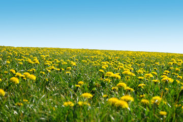 Wiese mit gelben Löwenzahn Blüten bis zum Horizont