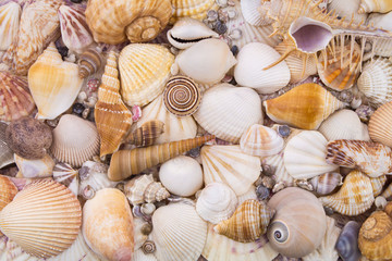 Tropical seashells collection as background