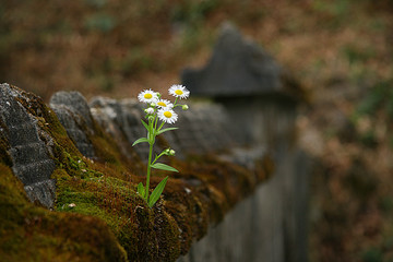 담장에 핀 들국화