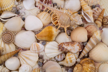Tropical seashells collection as background