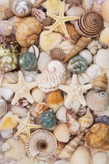Seashells background, lots of amazing seashells, coral and starfishes mixed